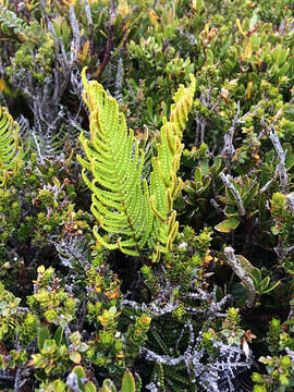 Image of Gleichenia abscida Rodway