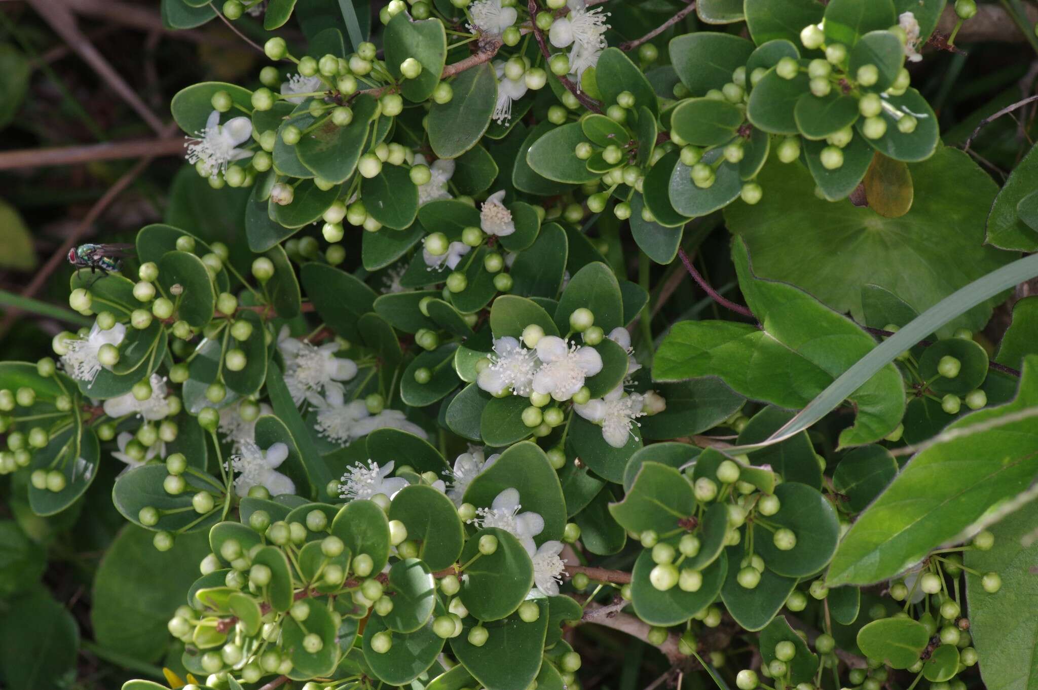 Image of Dune myrtle