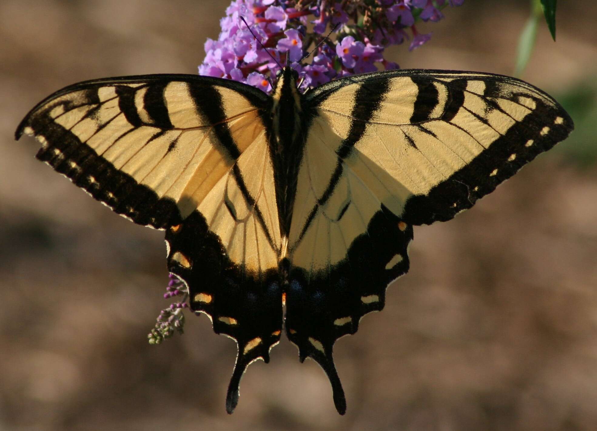 Image of Eastern Tiger Swallowtail