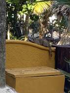 Image of Mexican Plateau Raccoon