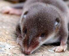 Image of Common Shrew