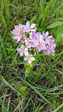 Imagem de Sabatia angularis (L.) Pursh