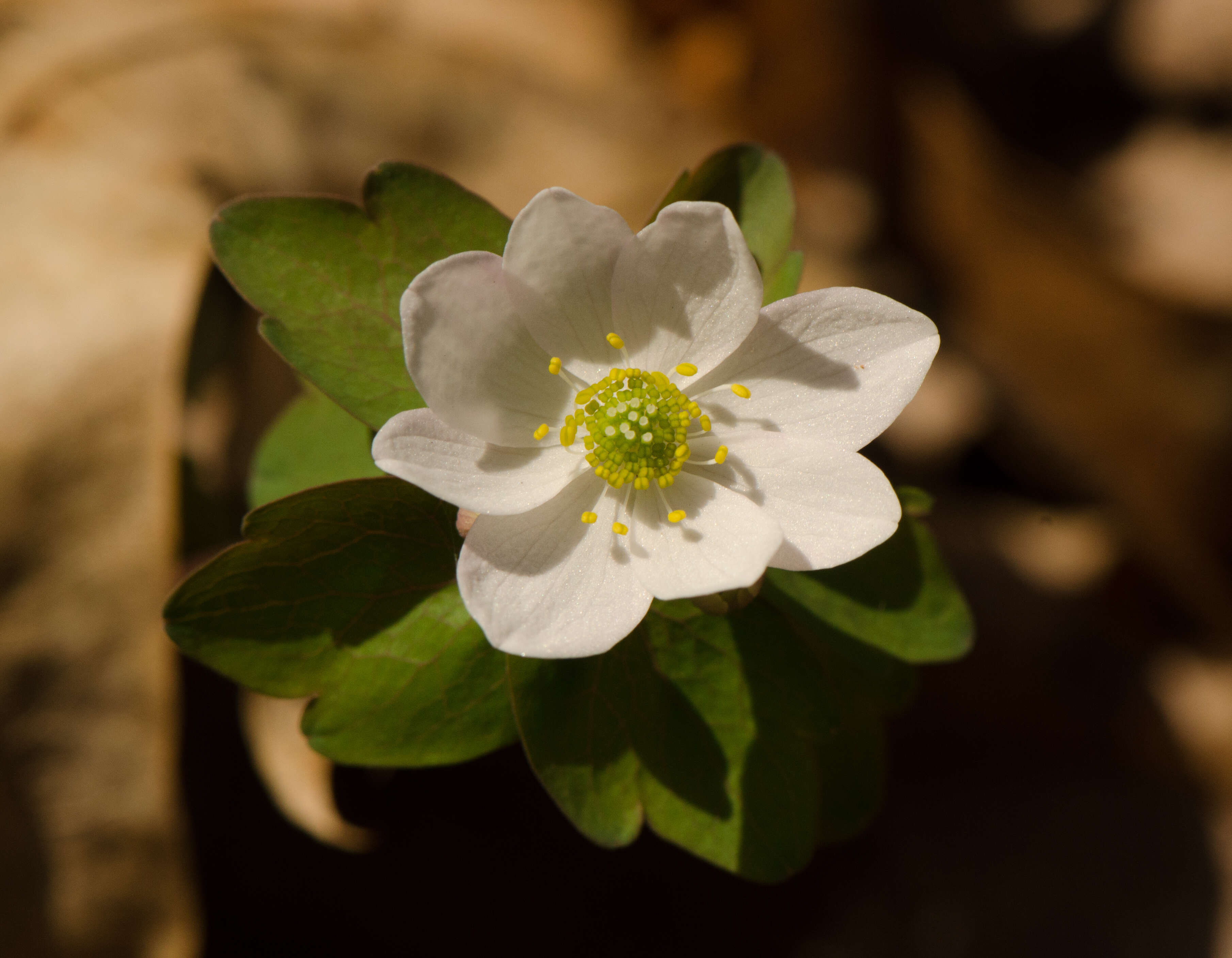 Image of Rue-Anemone