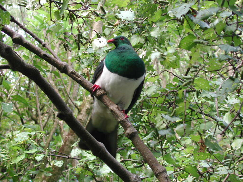 Image of Kererū