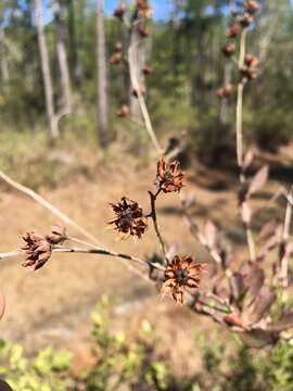 Image of flyweed