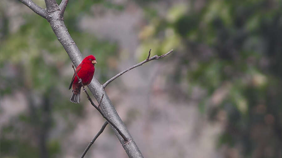 Image of Scarlet Finch