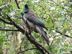 Image of Kererū