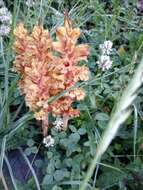 Orobanche haenseleri Reuter的圖片