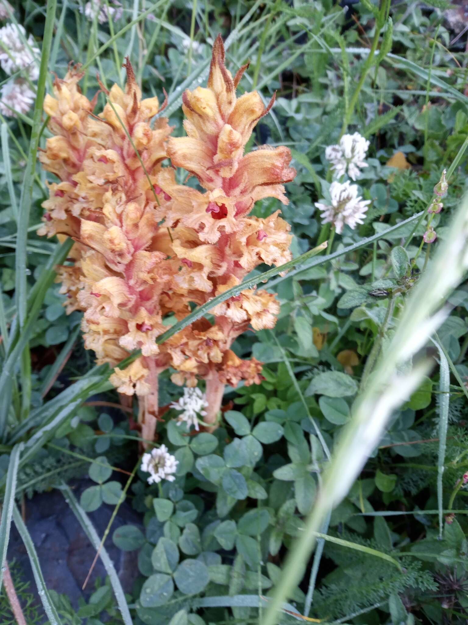 Orobanche haenseleri Reuter的圖片