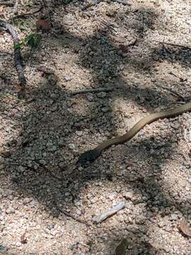 Image of Collared Whip Snake