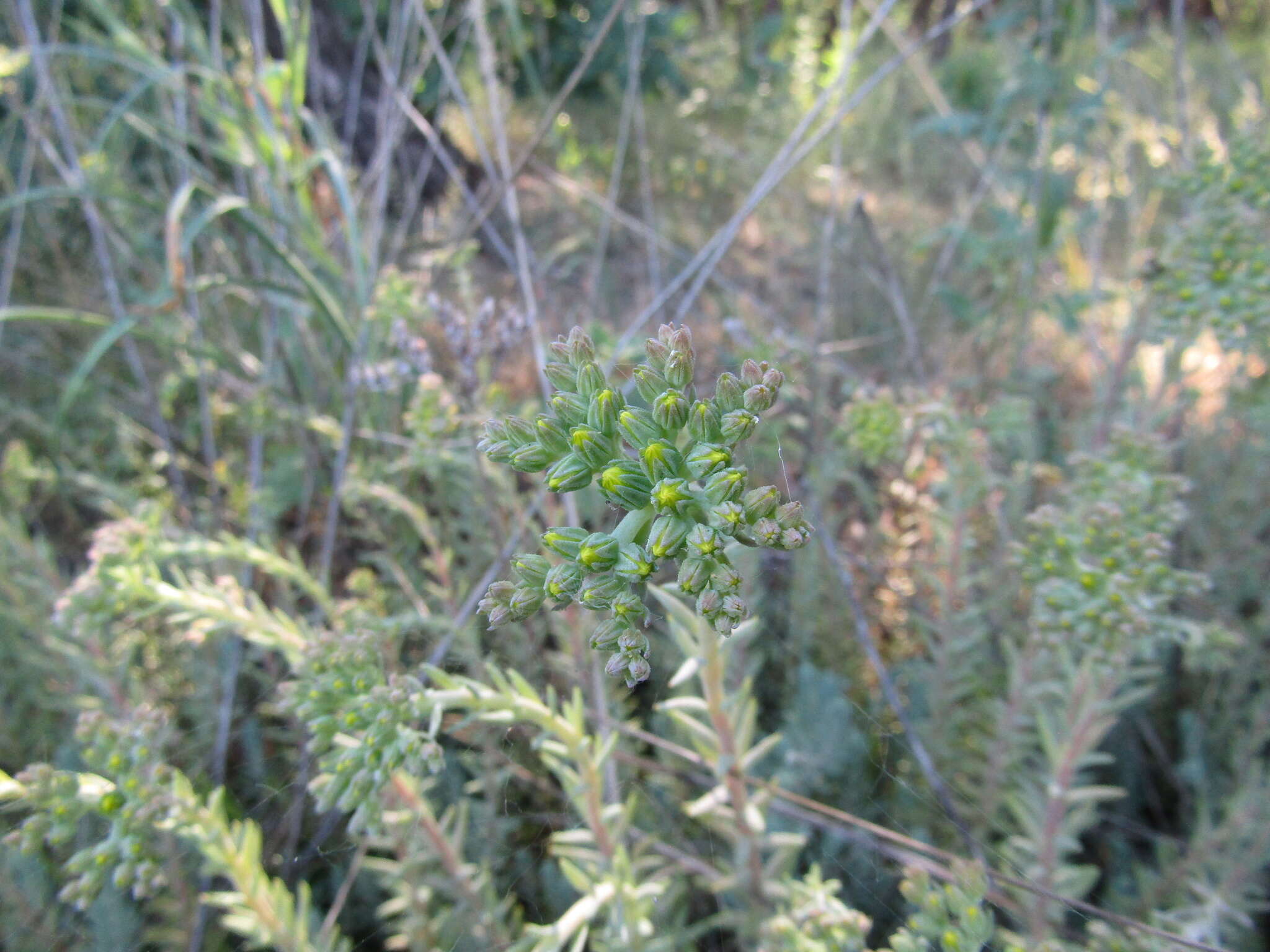 Image de Petrosedum orientale