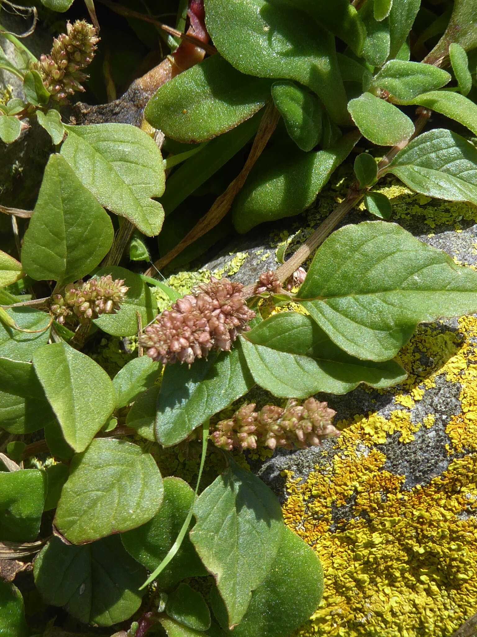 Image of largefruit amaranth