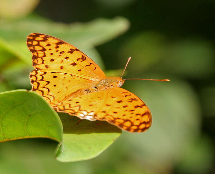 Image of Common Leopard