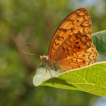 Image de Phalanta phalantha Drury 1773