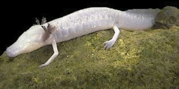 Image of Texas Blind Salamander