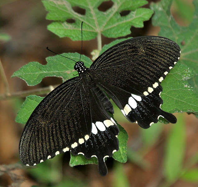 Image of Papilio polytes Linnaeus 1758