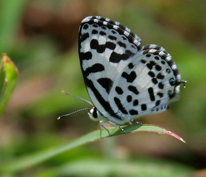 Image of Common Pierrot