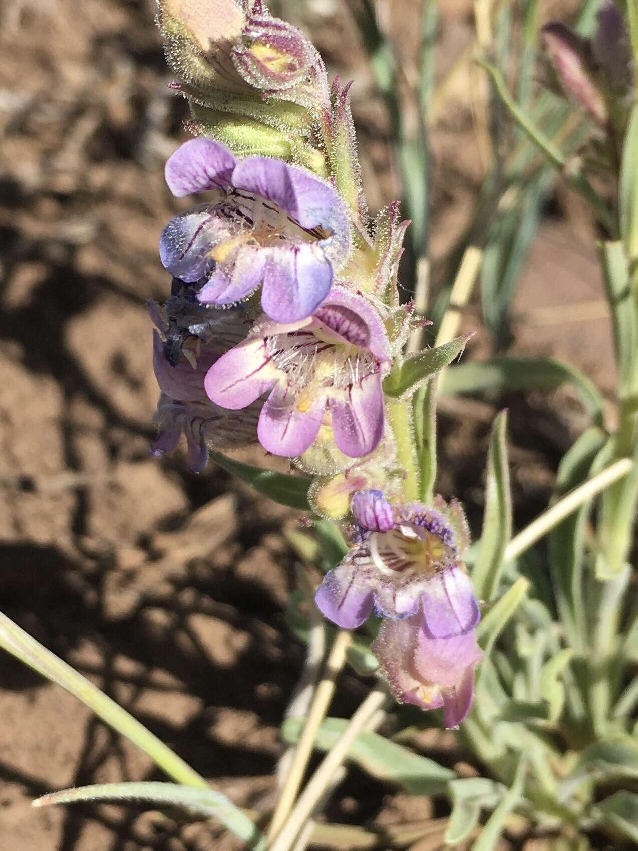 Image of coiled anther penstemon