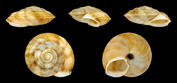 Image of Lapidary Snail