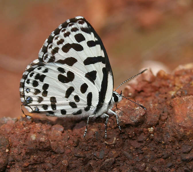 Image of Common Pierrot