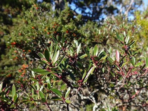 Image of Drimys aromatica (R. Br.) F. Müll.