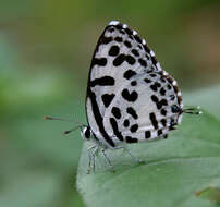 Image of Common Pierrot