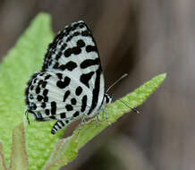 Image of Common Pierrot