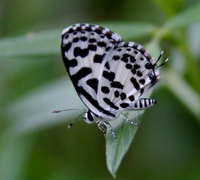 Image of Common Pierrot