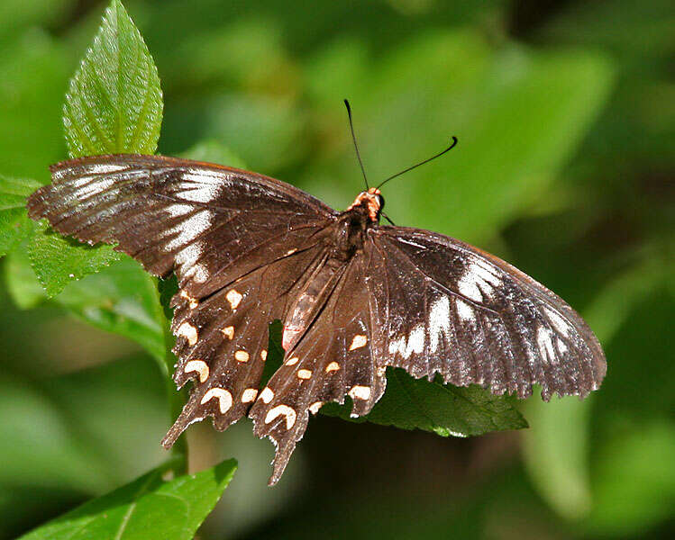 Image of Pachliopta hector (Linnaeus 1758)