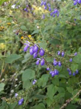 Imagem de Salvia circinnata Cav.