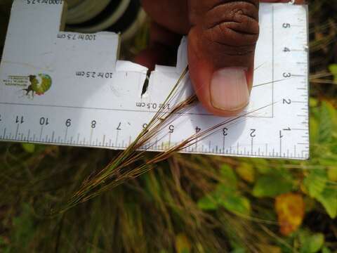 Image of Aristida vaginata Hitchc.