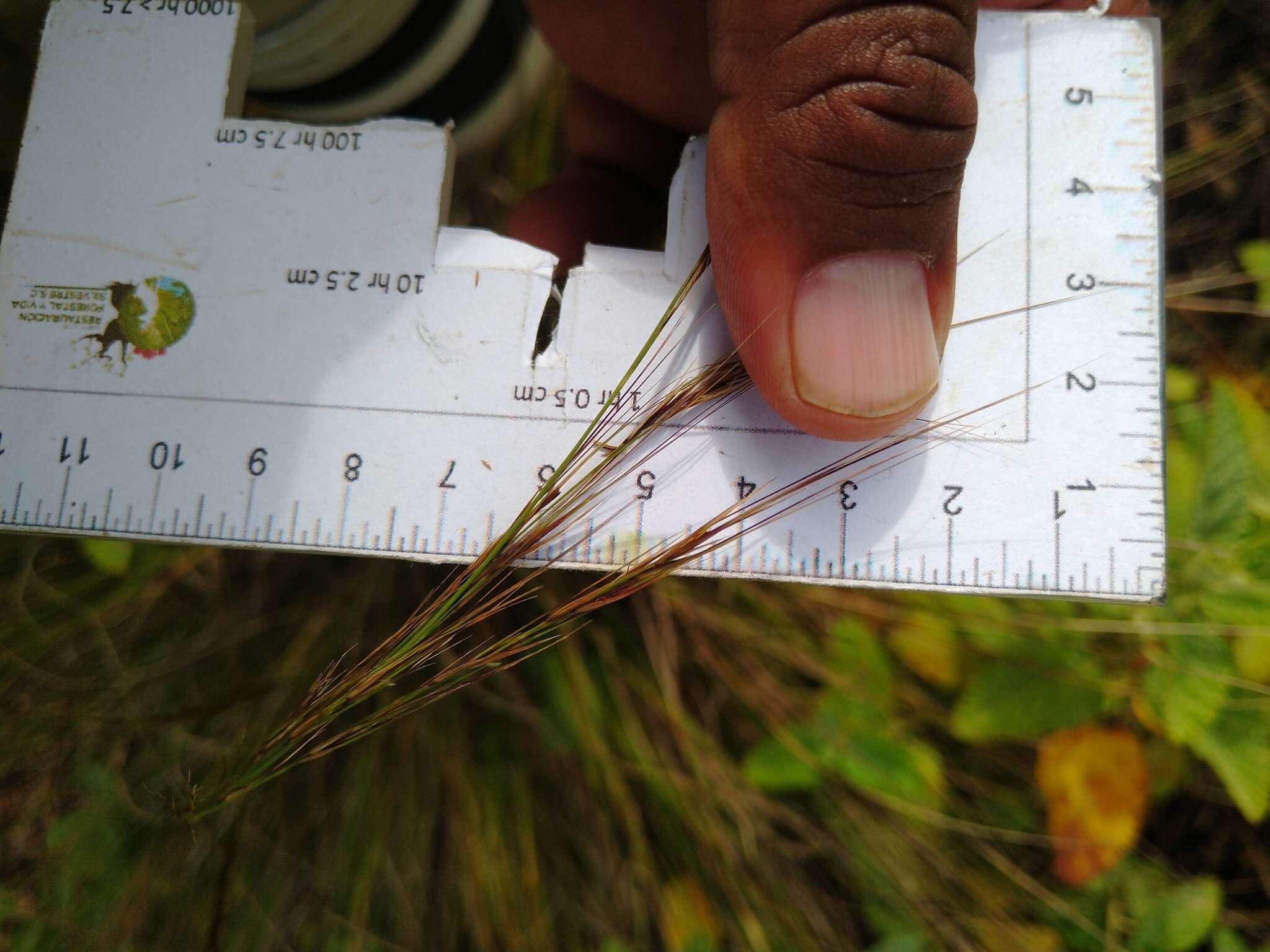 Image de Aristida vaginata Hitchc.