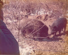 Image of Domestic Pig