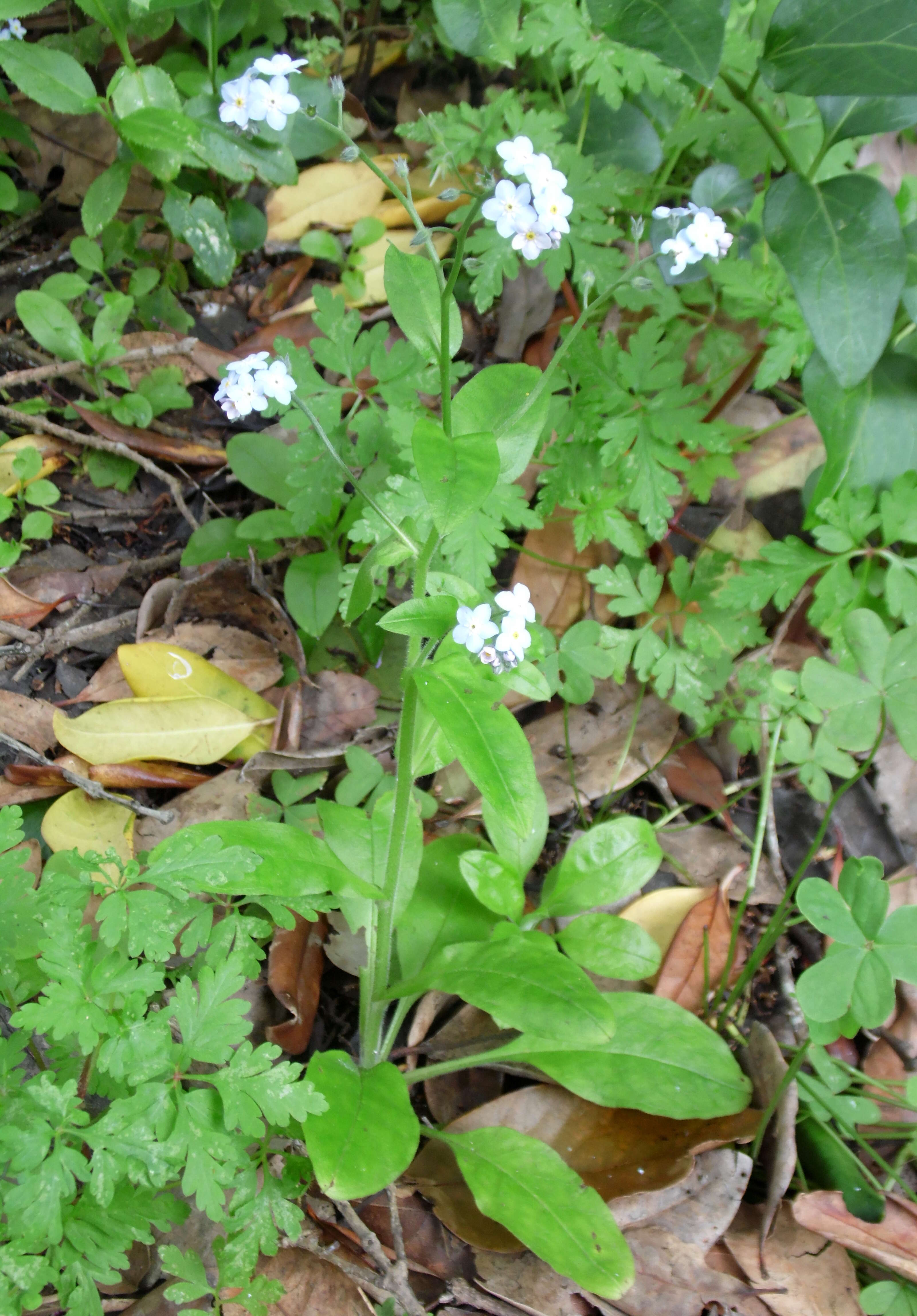 Image de Myosotis latifolia Poir.