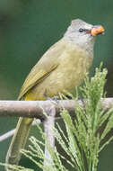 Image of Flavescent Bulbul