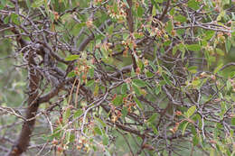 Image of Amelanchier utahensis var. utahensis