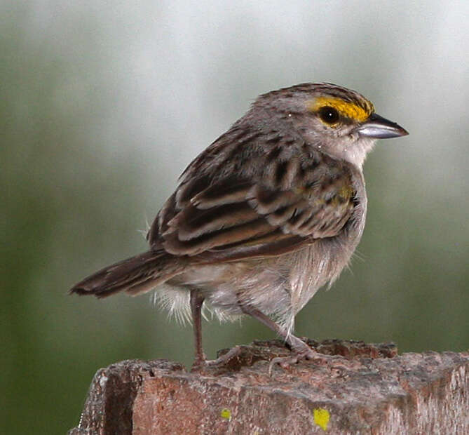 Image of Yellow-browed Sparrow