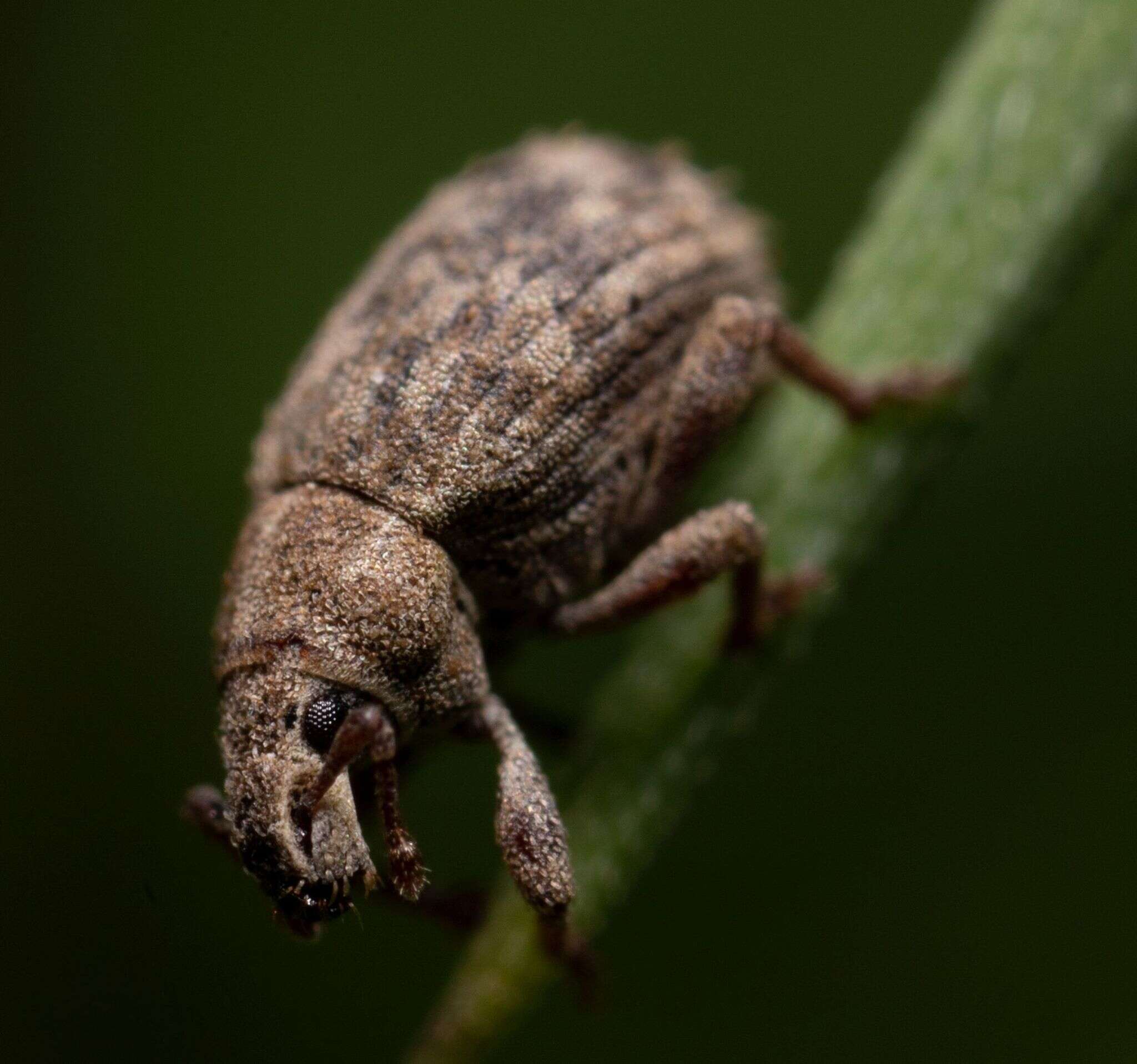 Image of Romualdius scaber (Linnaeus 1758)