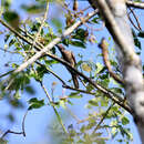 Image of Long-billed Cuckoo