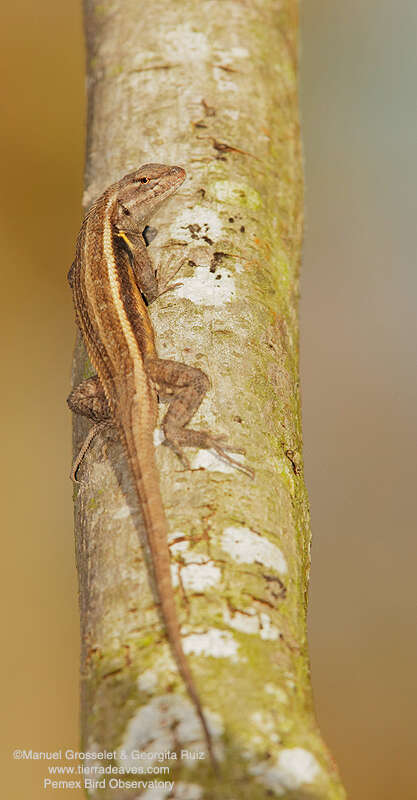 Image of Teapen Rosebelly Lizard