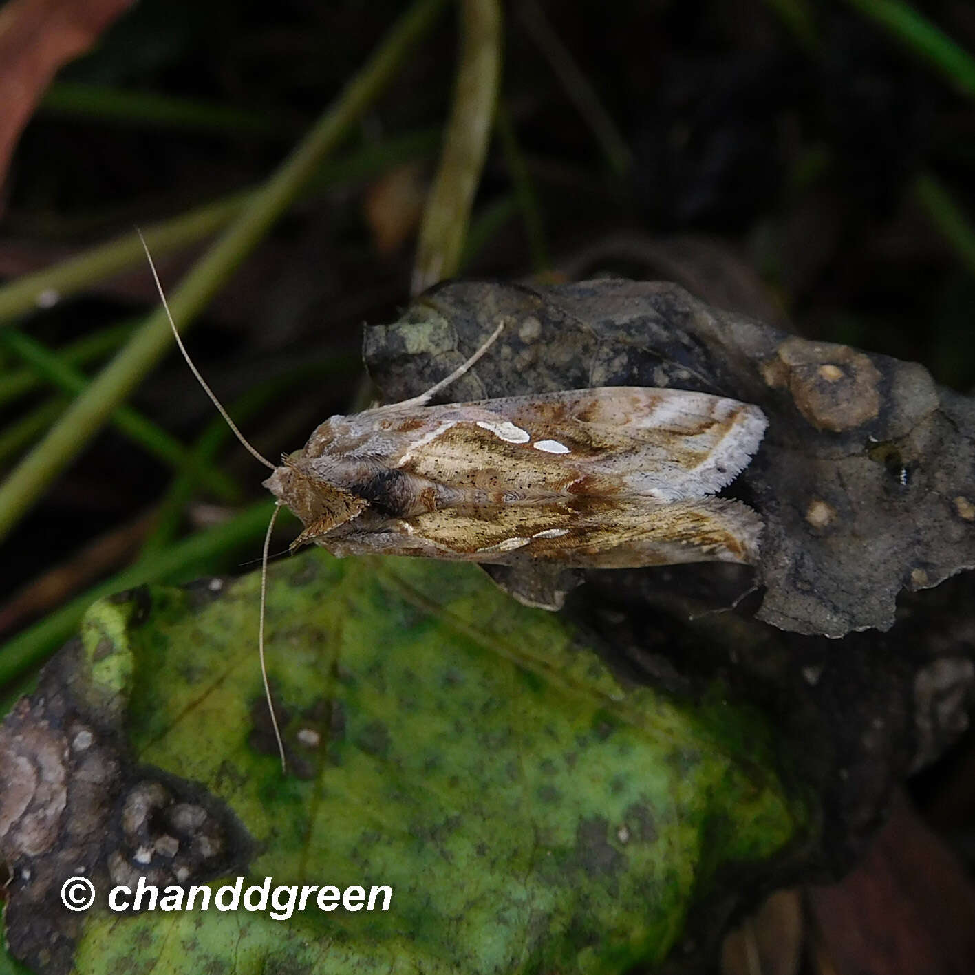 Image of Chrysodeixis acuta Walker 1857