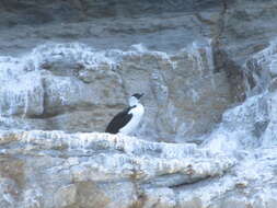 Image of Black-faced Cormorant