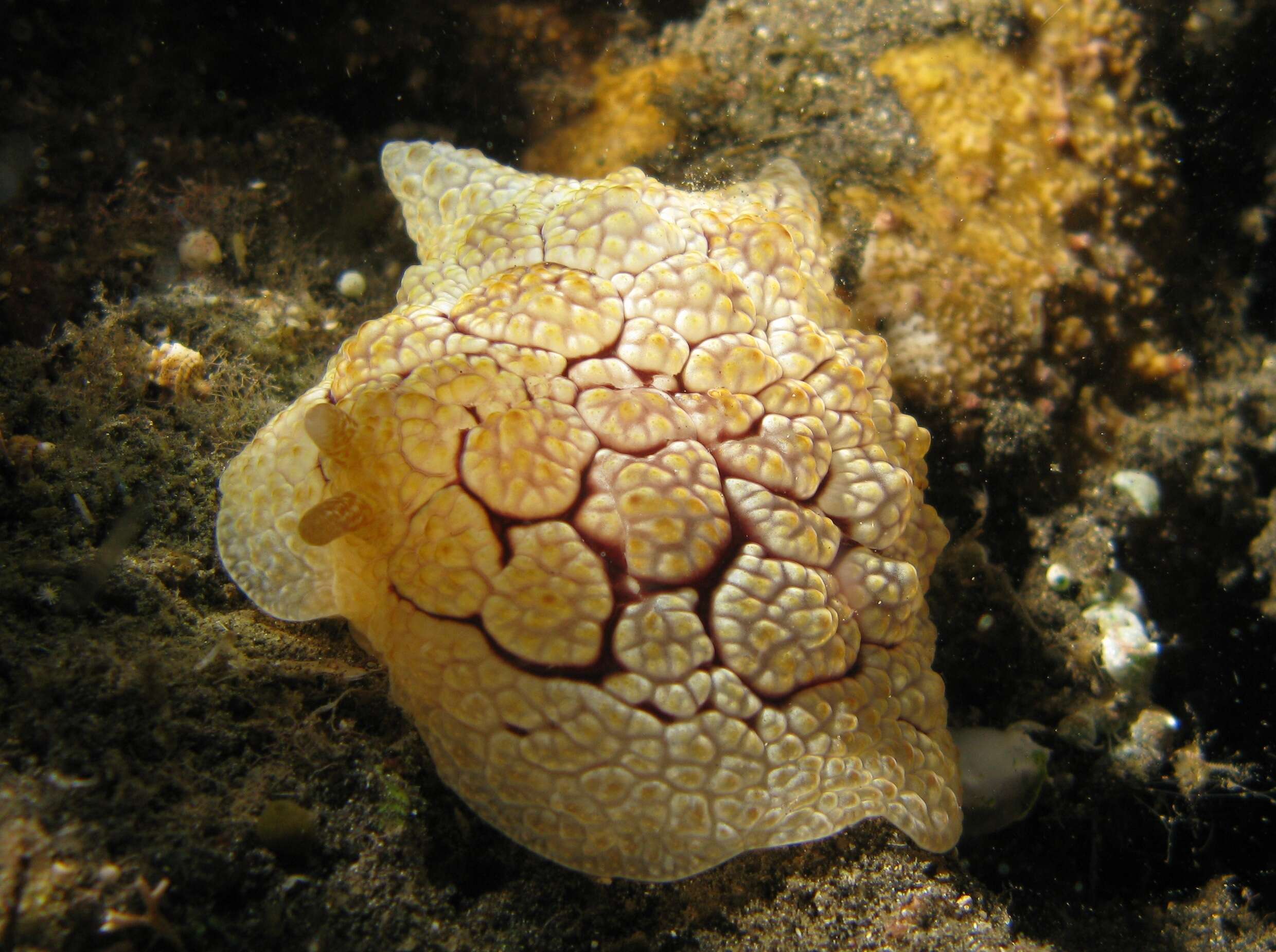 Image of Concentric slug