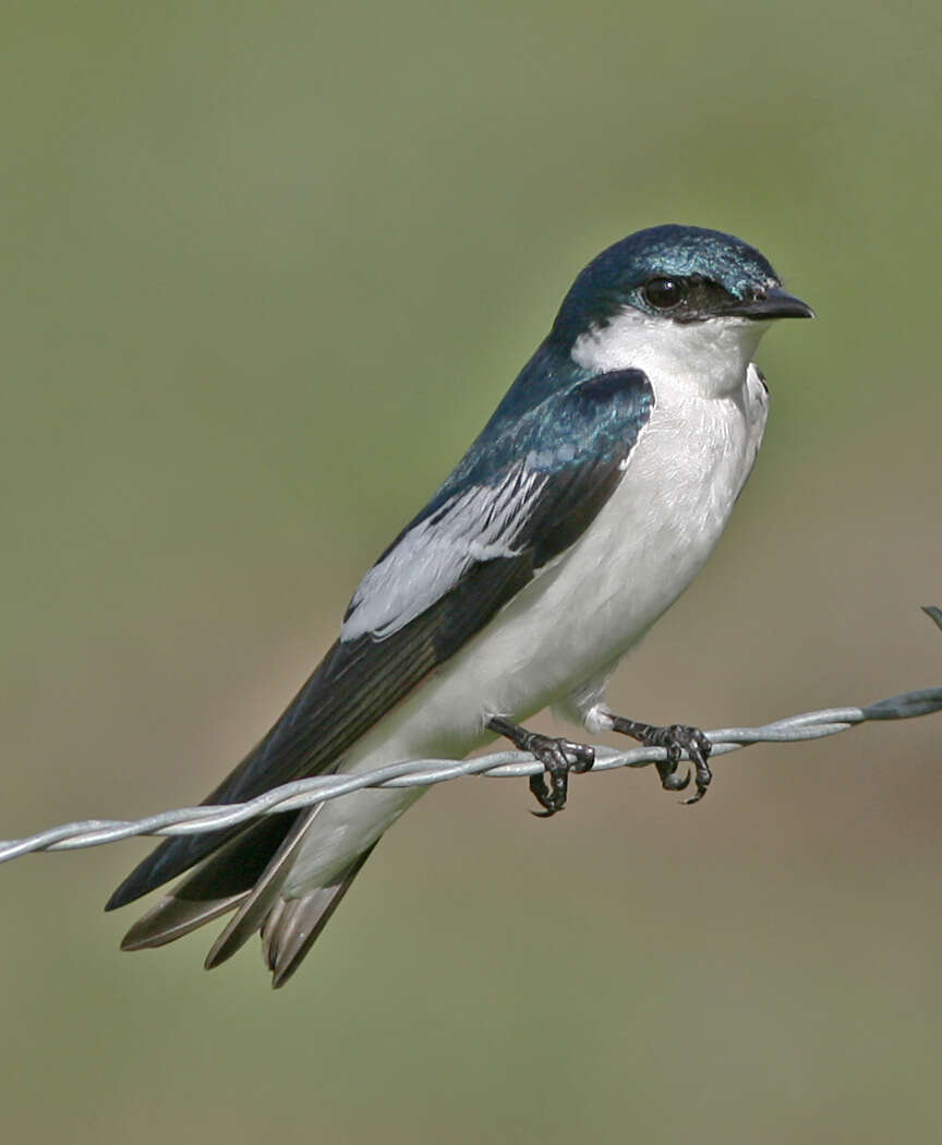 Image of Tachycineta Cabanis 1851