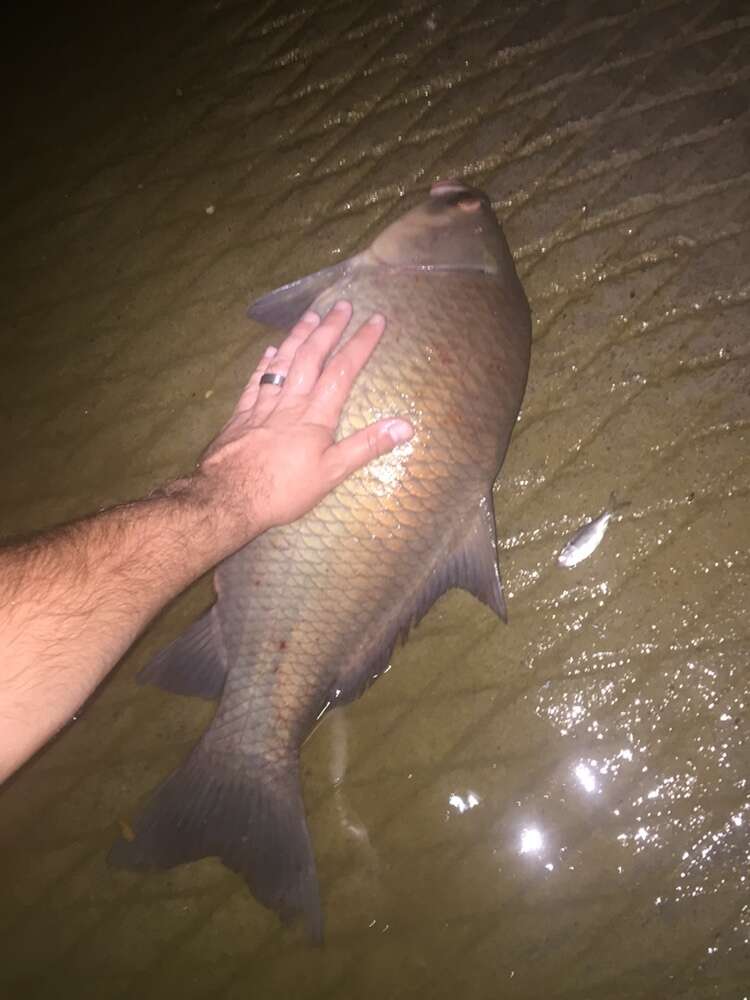 Image of Smallmouth Buffalo