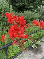 Image of Crocosmia Planch.