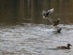 Image of Grey Duck