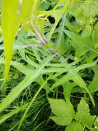 Image of marsh sow-thistle