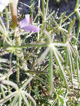 Image of narrowleaf lupine