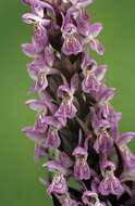 Dactylorhiza incarnata (L.) Soó resmi